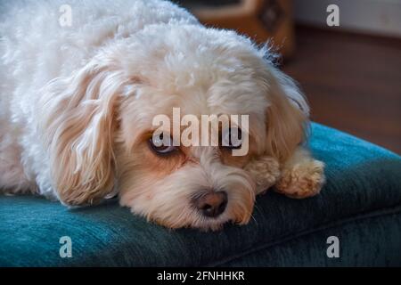 Beautiful Cavachon Dog, Puppy Stock Photo