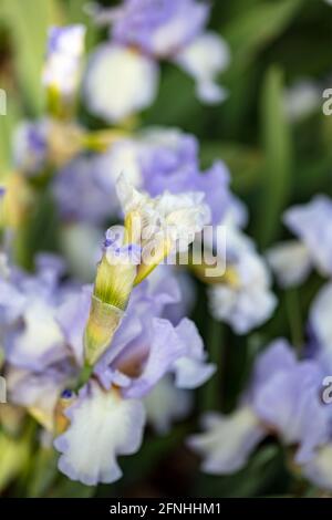 Bearded Iris -Cannington Skies, close up plant portrait Stock Photo