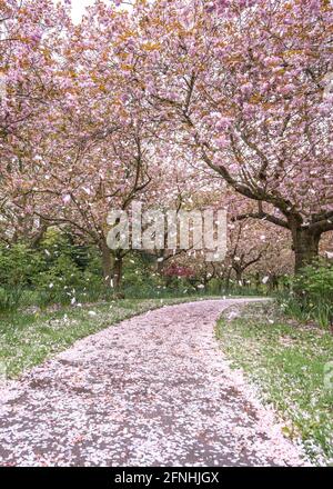 Cherry blossom trees in full bloom during spring with pink petals falling to the ground in the wind.  Pink flower petals covering footpath leading Stock Photo