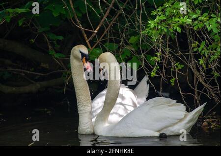 Windsor, Berkshire, UK. 15th May, 2021. A pair of swans necking on the River Thames. This is part of the courtship ritual that mute swans do. Swans mate for life. Credit: Maureen McLean/Alamy Stock Photo