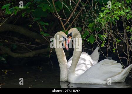 Windsor, Berkshire, UK. 15th May, 2021. A pair of swans necking on the River Thames. This is part of the courtship ritual that mute swans do. Swans mate for life. Credit: Maureen McLean/Alamy Stock Photo