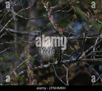 A Brown Thrasher (Toxostoma rufum) in a wooded area Stock Photo