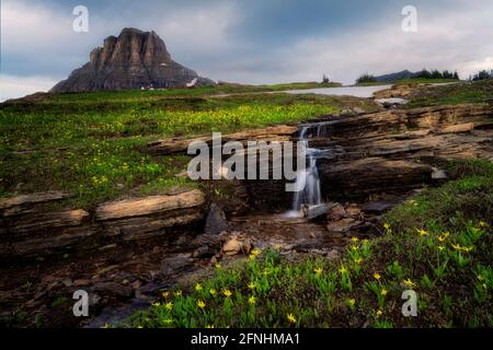 Mt. Reynolds, runoof stream and Avanche Lilies.Glacier National Park, Montana Stock Photo
