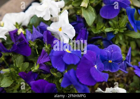 Closeup shot of white and purple horned violets blooming in the Stock Photo