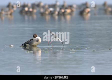 Two different species of birds are feeding in the wetland Stock Photo