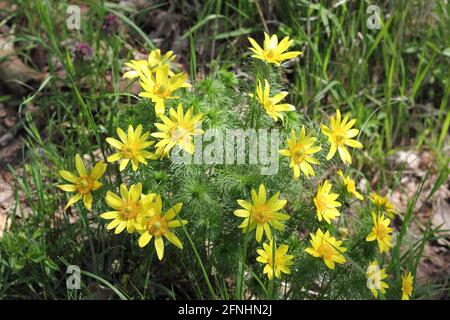 Tuft of flowering Adonis vernalis in spring Stock Photo