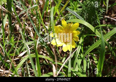 Flowering Adonis vernalis in spring Stock Photo