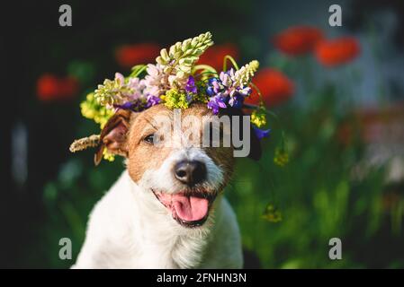 Summer beauty concept with happy dog wearing wreath of summertime flowers on head Stock Photo
