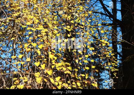 Weeping Katsura Tree in autumn Stock Photo