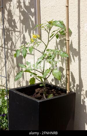 Tomato plant growing in a pot Stock Photo