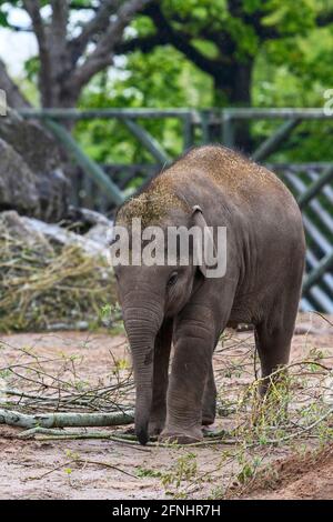 Young Asian Elephant (Elephas maximus), in it's compound at Chester Zoo, Cheshire, UK Stock Photo