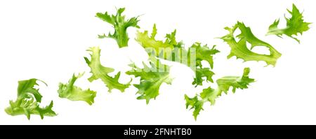 Frize salad, fresh lettuce leaves isolated on white background Stock Photo