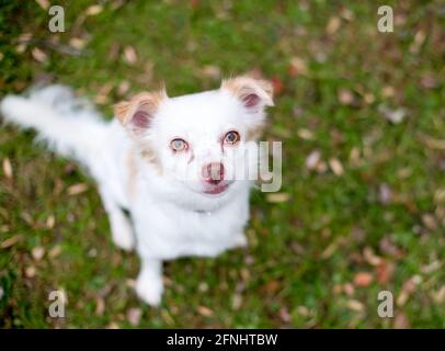 A Chihuahua mixed breed dog sitting in the grass and looking up at the camera Stock Photo