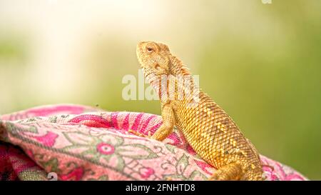 Animal portrait photo, eye selective focus. Baby iguana in gray color skin during stay on the dry clothes. Stock Photo
