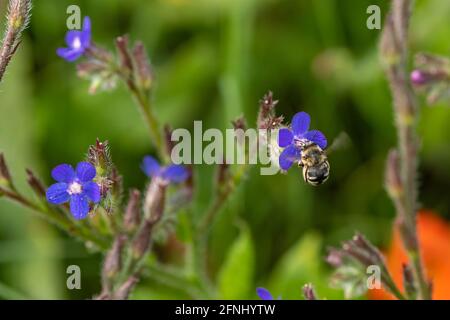 Honey bee on a small blue flower close-up Stock Photo