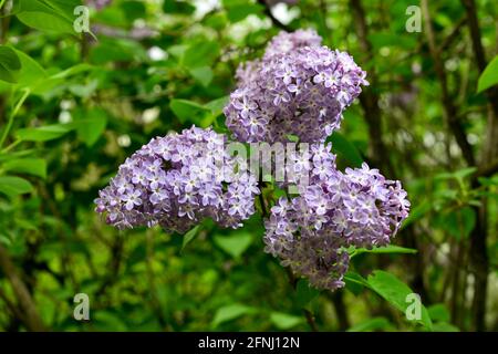 Lilac. Colorful purple lilacs blossoms with green leaves. Floral pattern. Stock Photo