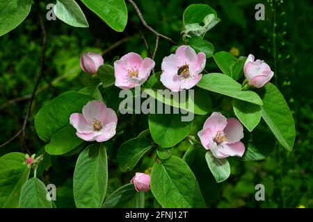 Quince flowers, Cydonia oblonga, is a species of shrubs or small trees of the Rosaceae family. Its fruits are quinces also called golden apples or Cyd Stock Photo