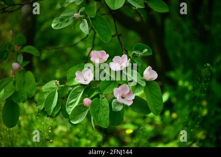 Quince flowers, Cydonia oblonga, is a species of shrubs or small trees of the Rosaceae family. Its fruits are quinces also called golden apples or Cyd Stock Photo