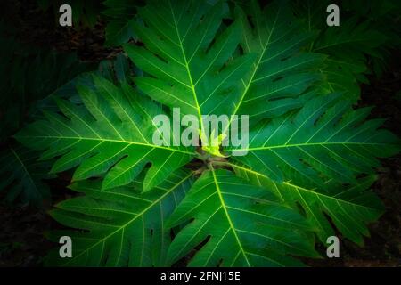 Close up of Breadfruit leaves. Kauai, Hawaii Stock Photo