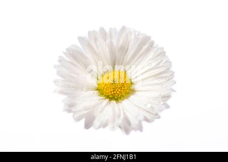 White daisy flower isolated on white background. Close up. Stock Photo