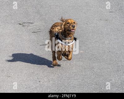Puppy young dog English cocker spaniel while running to you Stock Photo