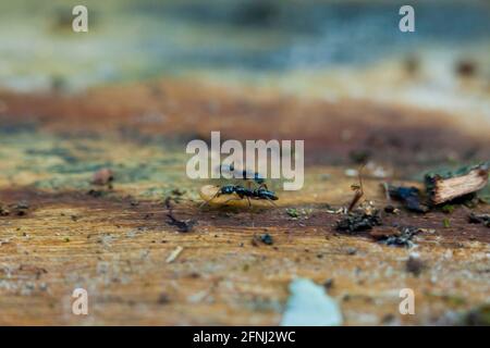 Black carpenter ant moving larva (Camponotus pennsylvanicus) - USA Stock Photo