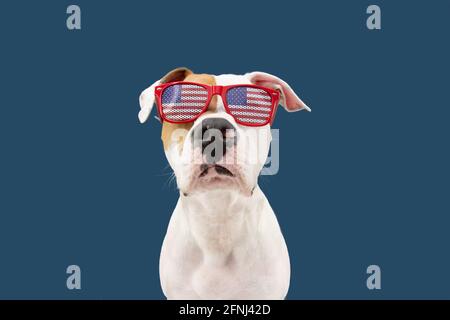 Independence day 4th of july American Staffordshire dog. Isolated on blue background. Stock Photo