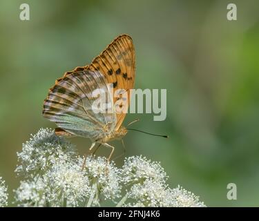 Stunning Silver-washed Fritillary Butterfly (Argynnis paphia) nectaring on a Cow Parsley Stock Photo