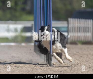 Border Collie doing slalom on dog agility course Stock Photo