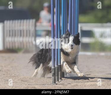 Border Collie doing slalom on dog agility course Stock Photo