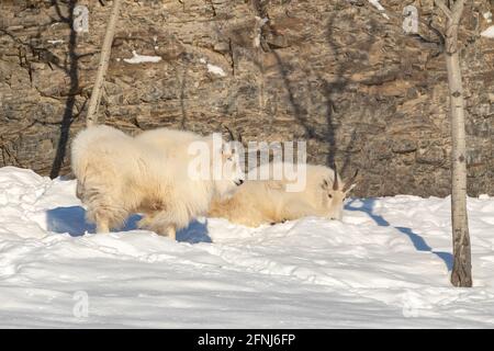 Two mountain goats resting on a snowy landscape area with rocky, natural environment background in December, winter time season. Stock Photo