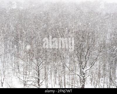 heavy snowfall over oak grove in forest on overcast winter day Stock Photo