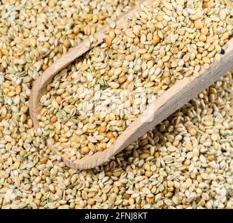wooden scoop on pile of unhulled foxtail millet seeds closeup Stock Photo