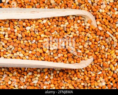 top view of wood scoop on pile of chumiza siberian millet seeds closeup Stock Photo