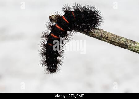 Giant Leopard moth caterpillar climbing on a stick. Black fuzzy caterpillar with spikes and red bands. Hypercompe scribonia Stock Photo