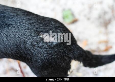 The skin of a dog with a bald spot due to the dog scratching from having fleas or can be due to an illness. Stock Photo