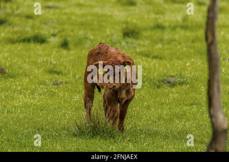 Neugieriges Kälbchen auf der Weide Stock Photo