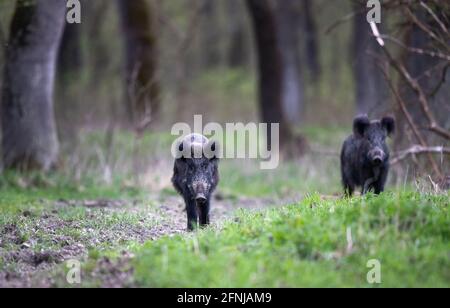 Wild boars (sus scrofa ferus) walking in forest. Wildlife in natural habitat Stock Photo
