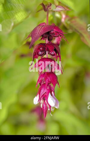Pink Flower Of The Himalayan Honeysuckle, Leycesteria formosa, With Flowers And Berries UK Stock Photo