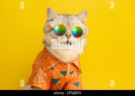 Portrait of meowing white British cat wearing sunglasses and shirt in summer concept on yellow background in studio. Stock Photo