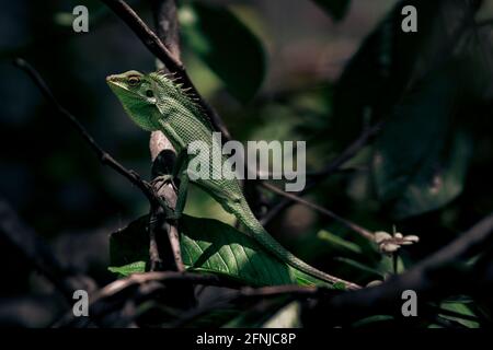 Green Lizard background wallpaper stock photos. Bronchocela jubata, commonly known as the maned forest lizard. Stock Photo