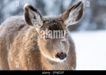 Female mule deer seen in wild, natural scene, environment in northern Canada during winter time with snow and ice on thick fur. Stock Photo