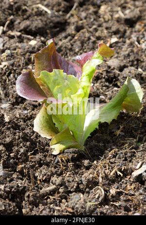 Batavia Lettuce Stock Photo