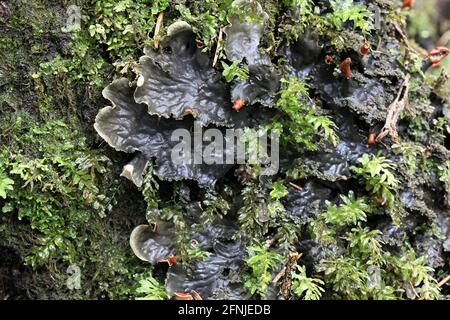 Plagiomnium undulatum, known as Hart's-tongue Thyme-moss or Palm-tree Moss Stock Photo