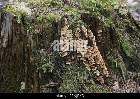 Antrodia serialis, known as serried crust fungus, wild polypore fungus from Finland Stock Photo