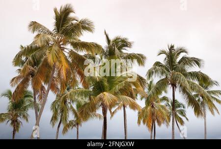 Coconut palm trees over bright sky background on a daytime. Tropical nature photo background Stock Photo