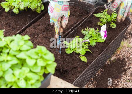 Gardener with blue hoe replants seedlings in pots, close-up photo of hands in gloves with selective soft focus Stock Photo