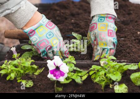 Gardener replants flower seedlings in decorative pots, close-up photo of hands in gloves with selective soft focus Stock Photo