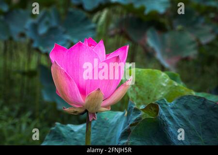 Lotus flower. Pink waterlily bud. Close-up photo with selective focus Stock Photo