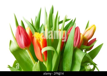 Bunch of tulips with green leaves isolated on white background, selective focus. Stock Photo
